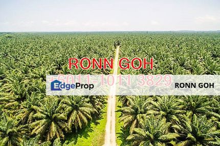 JOHOR/TANGKAK OIL PALM ESTATE 1,100 ACRES (SALE)  , Johor, Tangkak