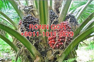 JOHOR/TANGKAK OIL PALM ESTATE 1,100 ACRES (SALE)  
