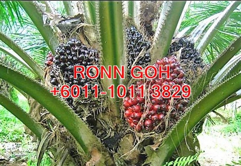 JOHOR/TANGKAK OIL PALM ESTATE 1,100 ACRES (SALE)  