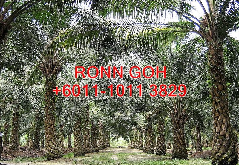 JOHOR/TANGKAK OIL PALM ESTATE 1,100 ACRES (SALE)  