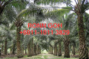 JOHOR/TANGKAK OIL PALM ESTATE 1,100 ACRES (SALE)  