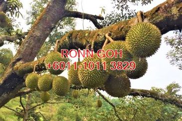 PAHANG RAUB 彭亨劳勿（ 猫山王发源地 ）：88 英亩, 有2,800棵猫山王和黑刺榴莲园 ( 出售 ）/ 88 ACRES LAND & 2,800 TREES OF MUSANG KING & BLACK THORN DURIAN TREES ( FOR SALE )