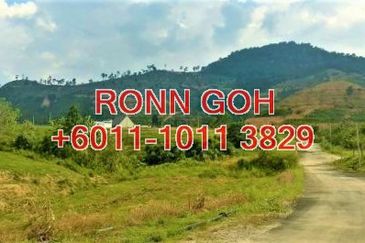 PAHANG RAUB 彭亨劳勿（ 猫山王发源地 ）：88 英亩, 有2,800棵猫山王和黑刺榴莲园 ( 出售 ）/ 88 ACRES LAND & 2,800 TREES OF MUSANG KING & BLACK THORN DURIAN TREES ( FOR SALE )