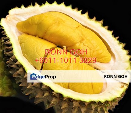 KARAK 1.5 ACRES HILLY LAND FOR DURIAN (FOR SALE), Pahang, Karak