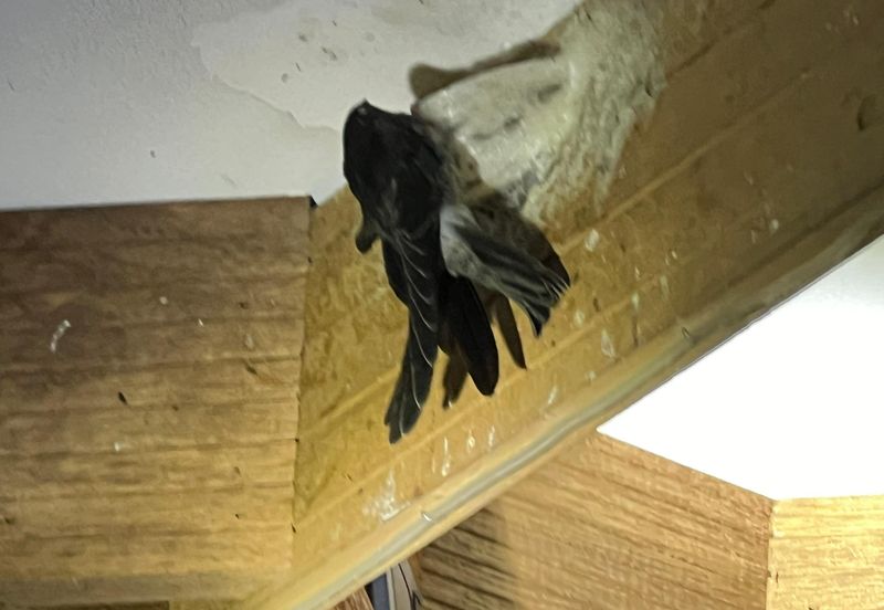 Taman Cantik, Pontian