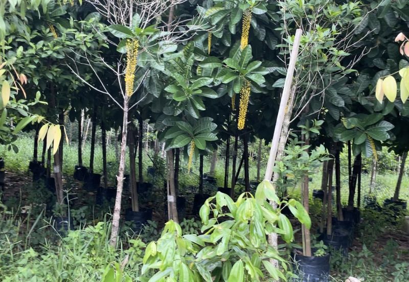 Jalan Kampung Maju Jaya