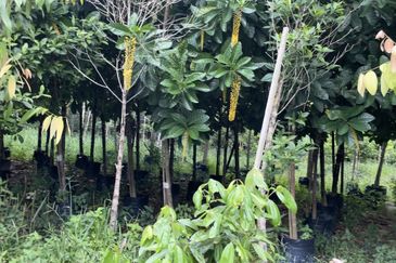 Jalan Kampung Maju Jaya