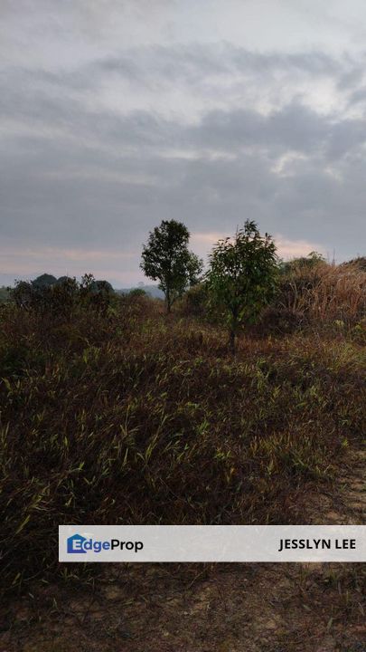Old trees durian farm for sales at Simpang Pertang, Jelebu Negeri Sembilan Durian Land For sale, Negeri Sembilan, Jelebu