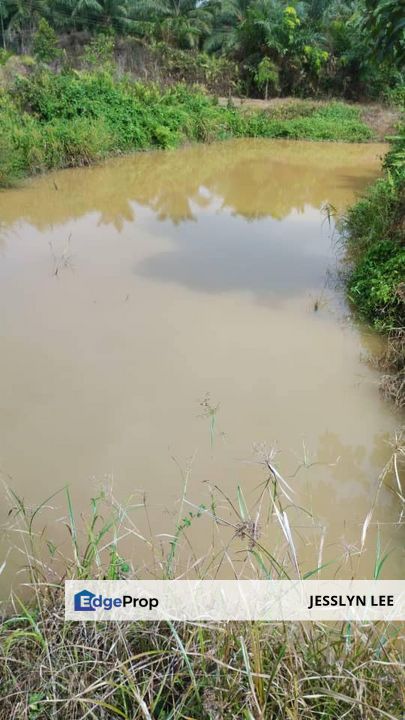 Old trees durian farm for sales at Simpang Pertang, Jelebu Negeri Sembilan Durian Land For sale, Negeri Sembilan, Jelebu
