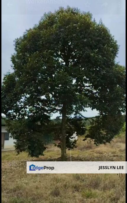 Old trees durian farm for sales at Simpang Pertang, Jelebu Negeri Sembilan Durian Land For sale, Negeri Sembilan, Jelebu