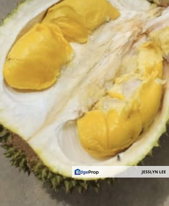 [Old trees durian farm] Simpang Pertang, Jelebu, Negeri Sembilan Agricultural Land For Sale, Negeri Sembilan, Jelebu