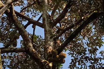 重工业地出售 34 acres HEAVY INDUSTRIAL LAND