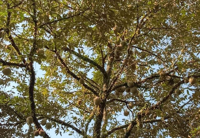 重工业地出售 34 acres HEAVY INDUSTRIAL LAND