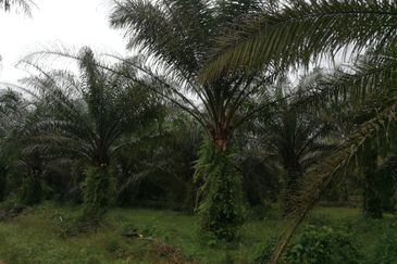 JALAN KAPAR-KUALA SELANGOR