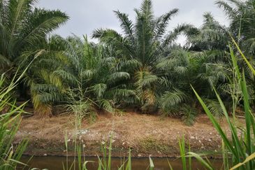 农业地出售 698 acres AGRICULTURE LAND