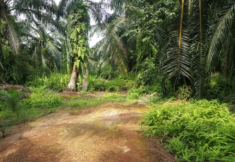 农业地出售 698 acres AGRICULTURE LAND