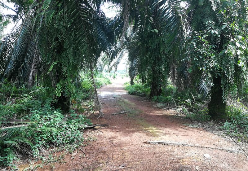 农业地出售 698 acres AGRICULTURE LAND