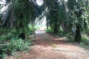 农业地出售 698 acres AGRICULTURE LAND