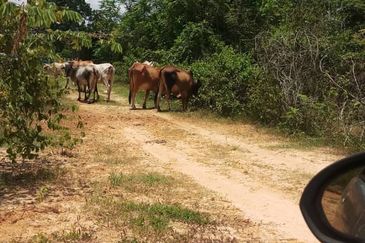 Bukit Piatu Agricultural Land, Mukim Dengkil, Sepang, Selangor