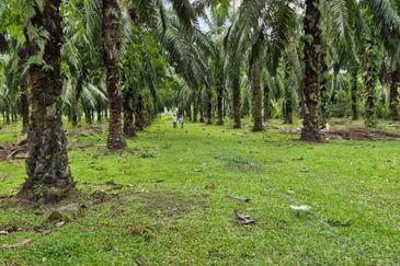 Tanah Pertanian Kg Semangat Mukim Penor near to Ubai