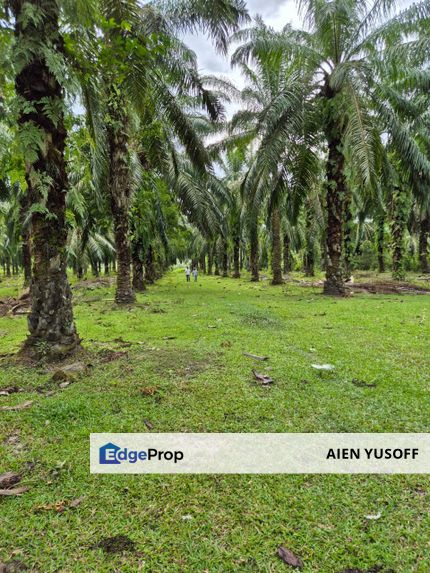 Tanah Pertanian Kg Semangat Mukim Penor near to Ubai, Pahang, Kuantan