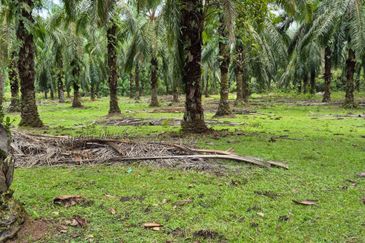 Tanah Pertanian Kg Semangat Mukim Penor near to Ubai