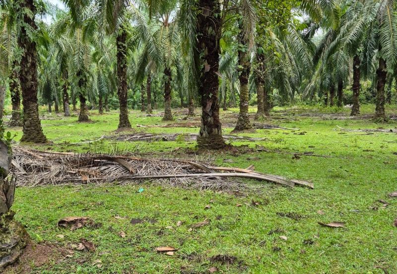 Tanah Pertanian Kg Semangat Mukim Penor near to Ubai