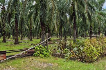 Tanah Pertanian Kg Semangat Mukim Penor near to Ubai