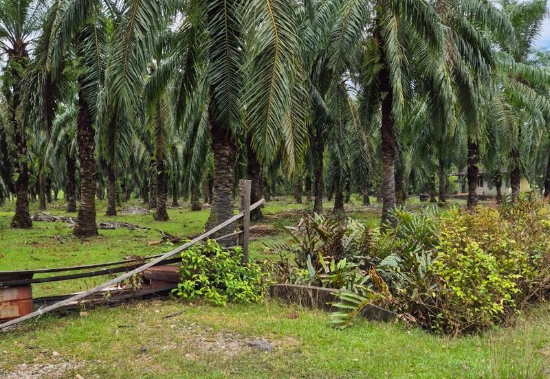 Tanah Pertanian Kg Semangat Mukim Penor near to Ubai