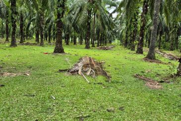 Tanah Pertanian Kg Semangat Mukim Penor near to Ubai