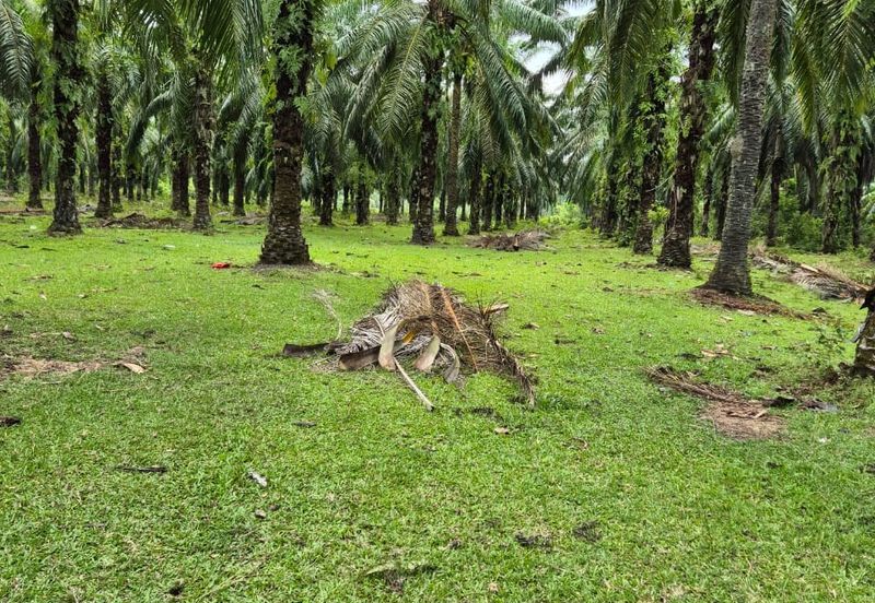 Tanah Pertanian Kg Semangat Mukim Penor near to Ubai