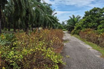 Tanah Pertanian Kg Semangat Mukim Penor near to Ubai