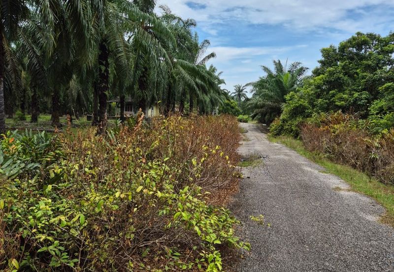 Tanah Pertanian Kg Semangat Mukim Penor near to Ubai