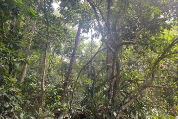 Tanah Lot Pertanian Pulai Manis near to Kampung Padang Rumbia