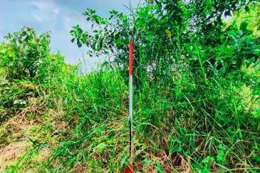 TANAH PERTANIAN TEPI JALAN UTAMA JALAN PEKAN KE KUANTAN NEAR TO BANDAR PEKAN