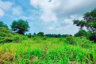 TANAH PERTANIAN TEPI JALAN UTAMA JALAN PEKAN KE KUANTAN NEAR TO BANDAR PEKAN