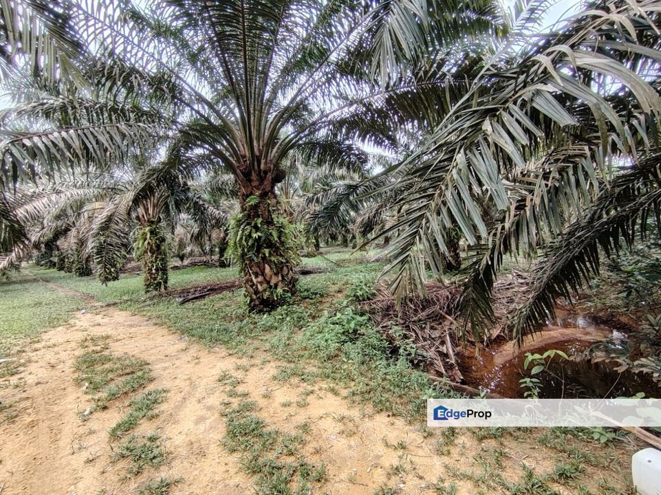 2 Lot Tanah Pertanian di Kampung Landas, Hulu Terengganu nak jual sekali gus., Terengganu, Ajil