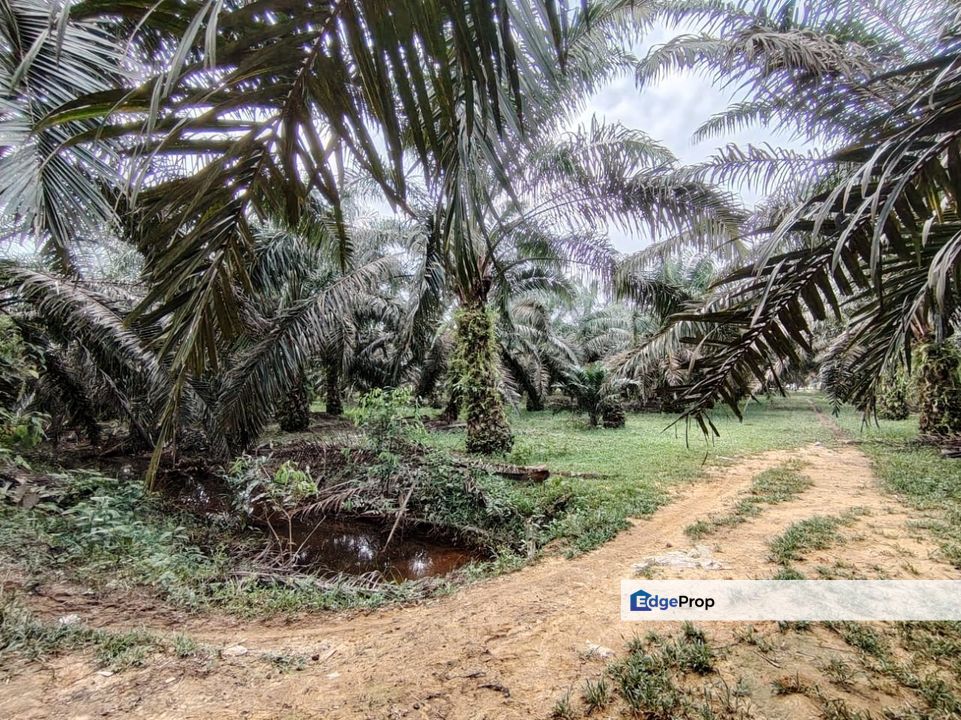 2 Lot Tanah Pertanian di Kampung Landas, Hulu Terengganu nak jual sekali gus., Terengganu, Ajil