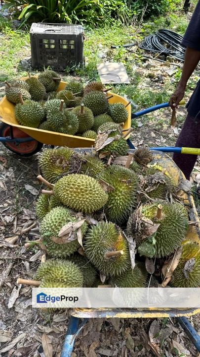 TANAH PERTANIAN BATU 15 GAMBANG [KEBUN DURIAN, Pahang, Kuantan