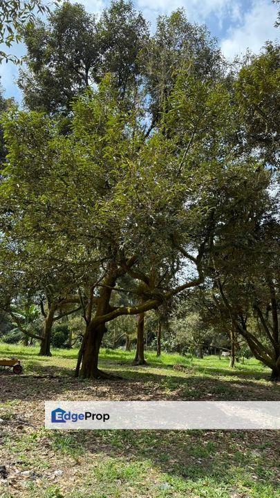 TANAH PERTANIAN BATU 15 GAMBANG [KEBUN DURIAN, Pahang, Kuantan