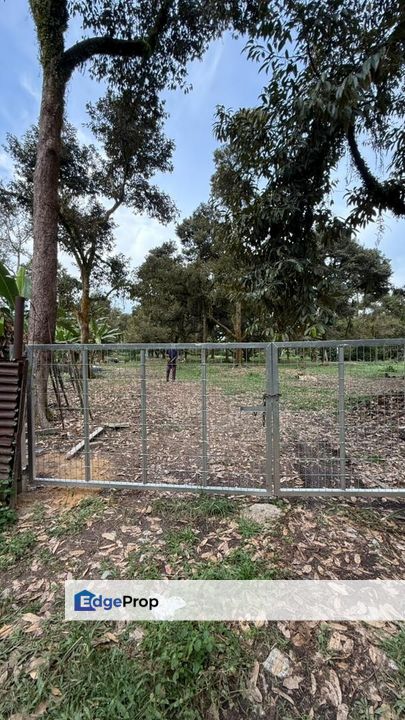 TANAH PERTANIAN BATU 15 GAMBANG [KEBUN DURIAN, Pahang, Kuantan