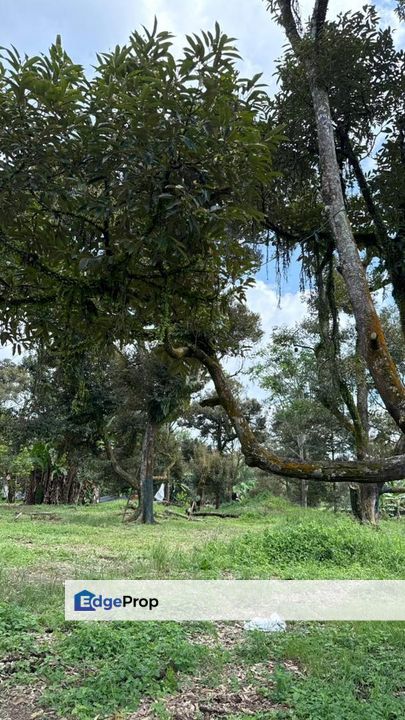TANAH PERTANIAN BATU 15 GAMBANG [KEBUN DURIAN, Pahang, Kuantan