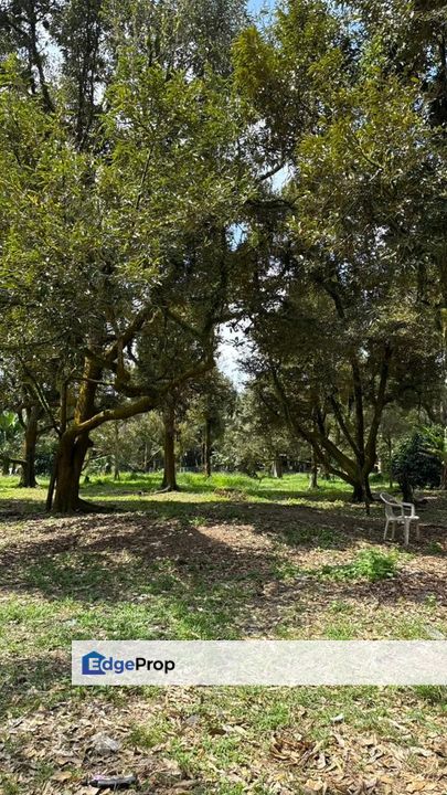 TANAH PERTANIAN BATU 15 GAMBANG [KEBUN DURIAN, Pahang, Kuantan