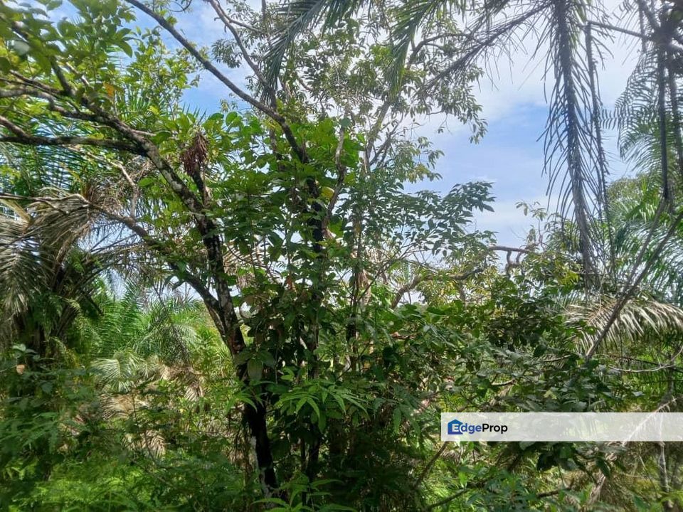 Tanah Pertanian di Sg Lembing, Kuantan, Pahang, Pahang, Kuantan