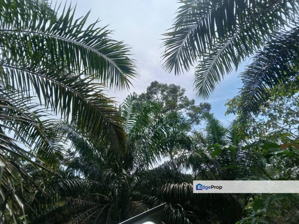 Tanah Pertanian di Sg Lembing, Kuantan, Pahang, Pahang, Kuantan