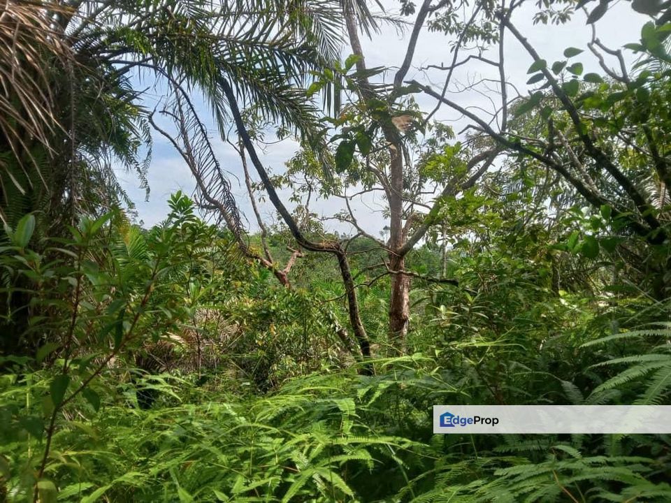 Tanah Pertanian di Sg Lembing, Kuantan, Pahang, Pahang, Kuantan