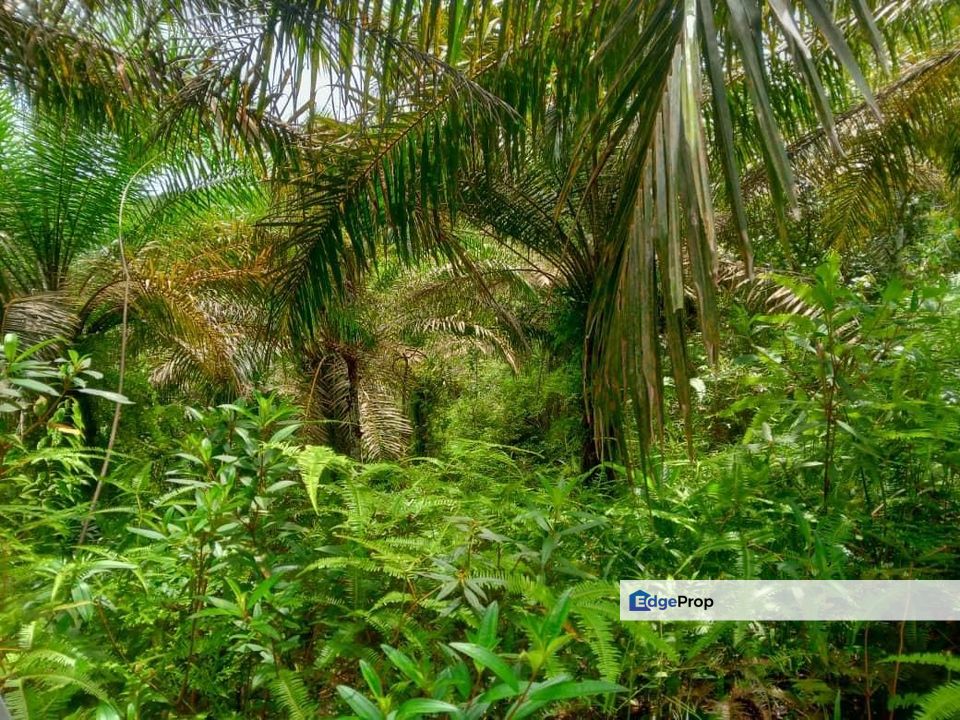 Tanah Pertanian di Sg Lembing, Kuantan, Pahang, Pahang, Kuantan