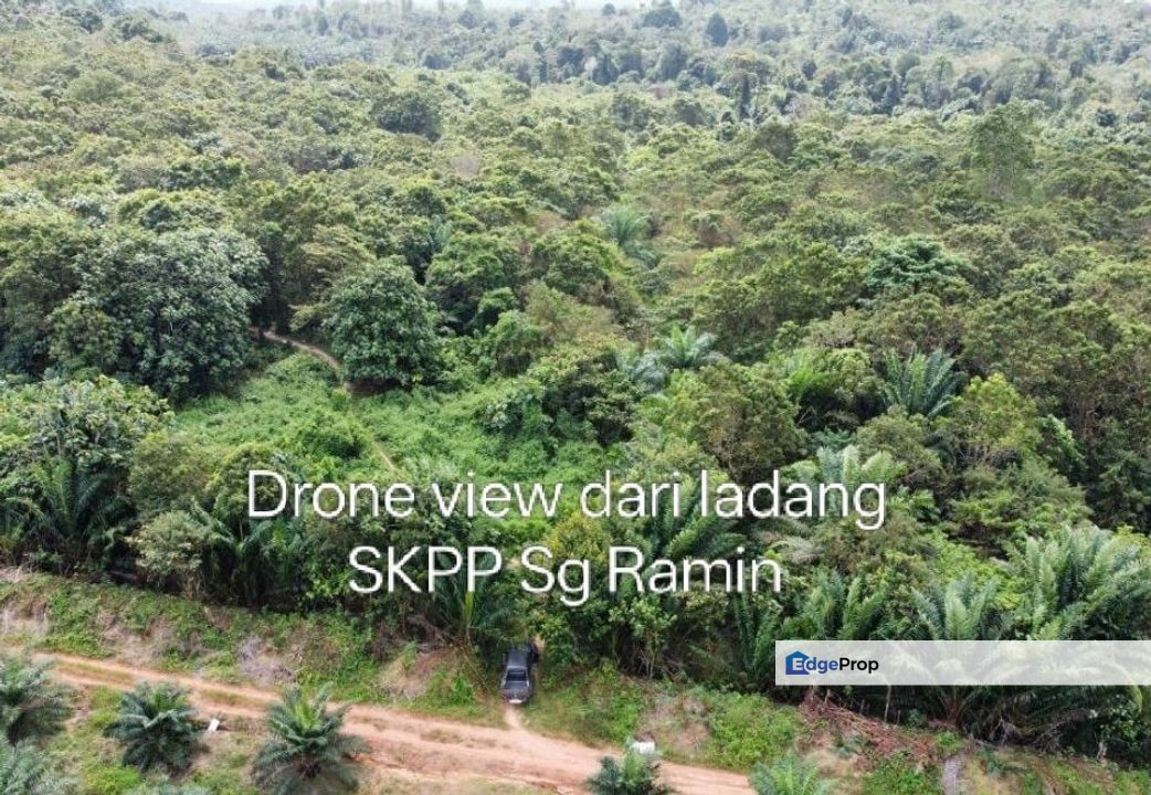 Tanah Sawit 3 Ekar Di Bandar Paloh Hinai 2, Pekan,Pahang, Pahang, Pekan