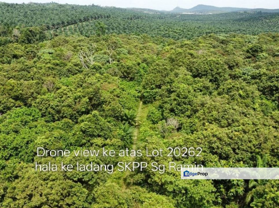 Tanah Sawit 3 Ekar Di Bandar Paloh Hinai 2, Pekan,Pahang, Pahang, Pekan