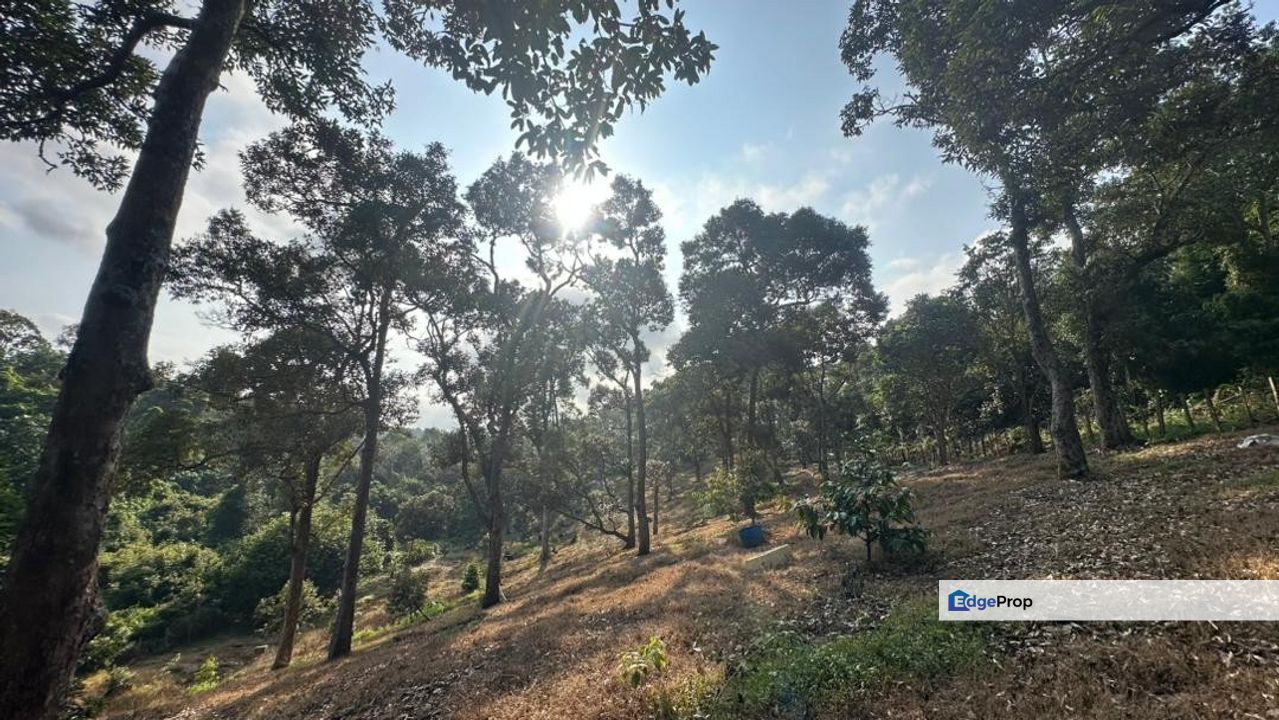 Tanah Dusun Durian Hijau Seluas 3 Ekar Di Beserah Kuantan, Pahang, Kuantan